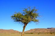 akacja saharyjska